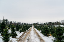 Christmas tree lot and snow 