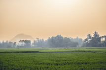 Rice fields in India