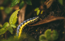 a caterpillar on a leaf 