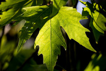 green leaves on a tree 