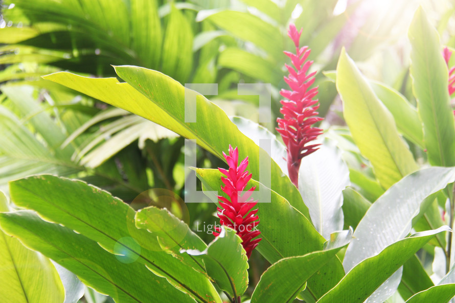 red tropical flowers 