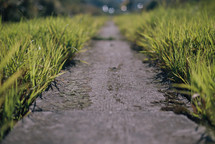 Path through green grass.