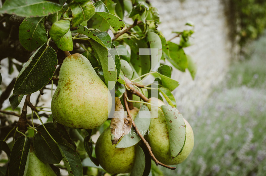 pears on a tree 