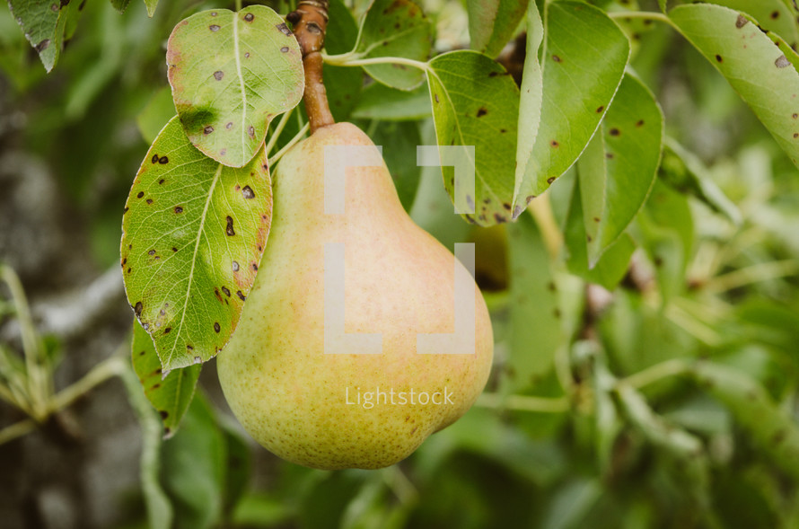 pear on a tree 