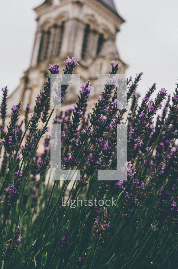 purple flowers and a church 