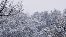 Heavy snowfall in a forest in northern Israel, slow motion of snow flakes