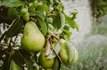 pears on a tree 