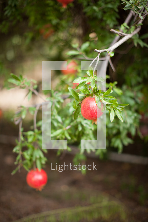 pomegranates on a tree