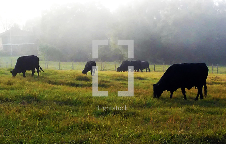 grazing cows in a foggy field 