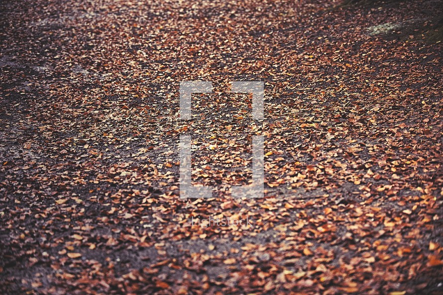 fall leaves on asphalt 