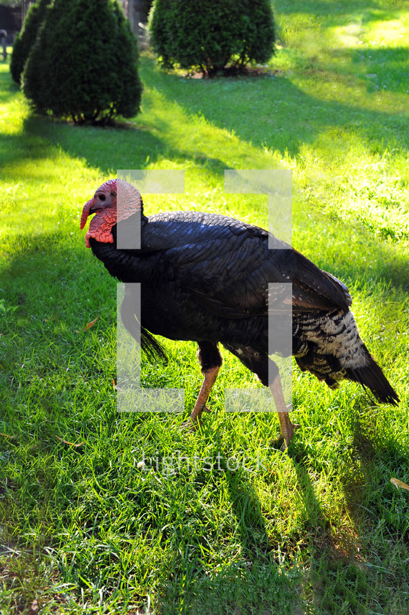 Wild turkey in the grass.