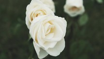 Slow motion clip of white roses on a slightly windy day.