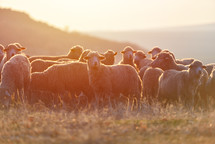 flock of sheep in a pasture 