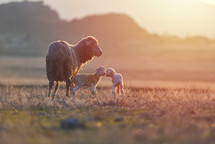 mother sheep with her newborn lambs 