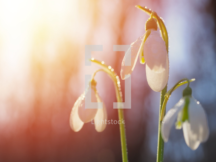snowdrop flowers - Galanthus nivalis