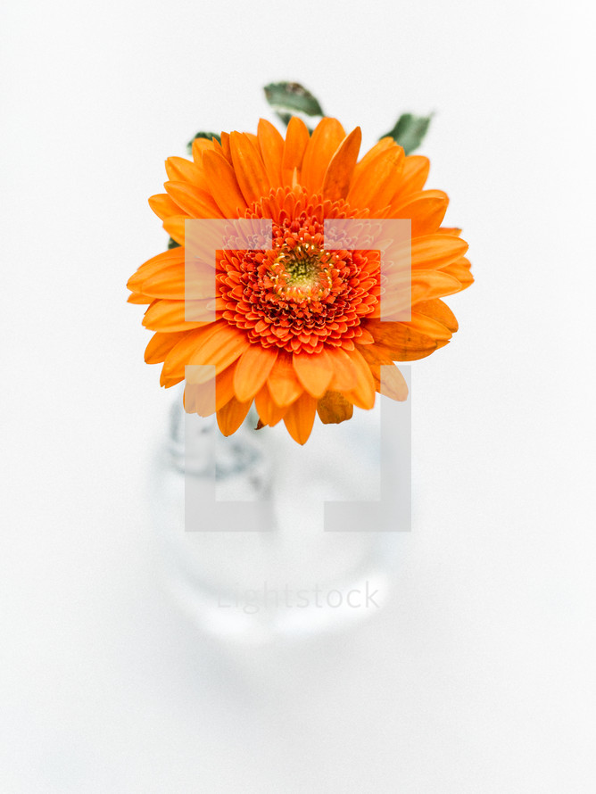 an orange gerber daisy in a vase 