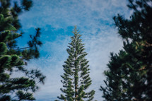 a tall pine tree 