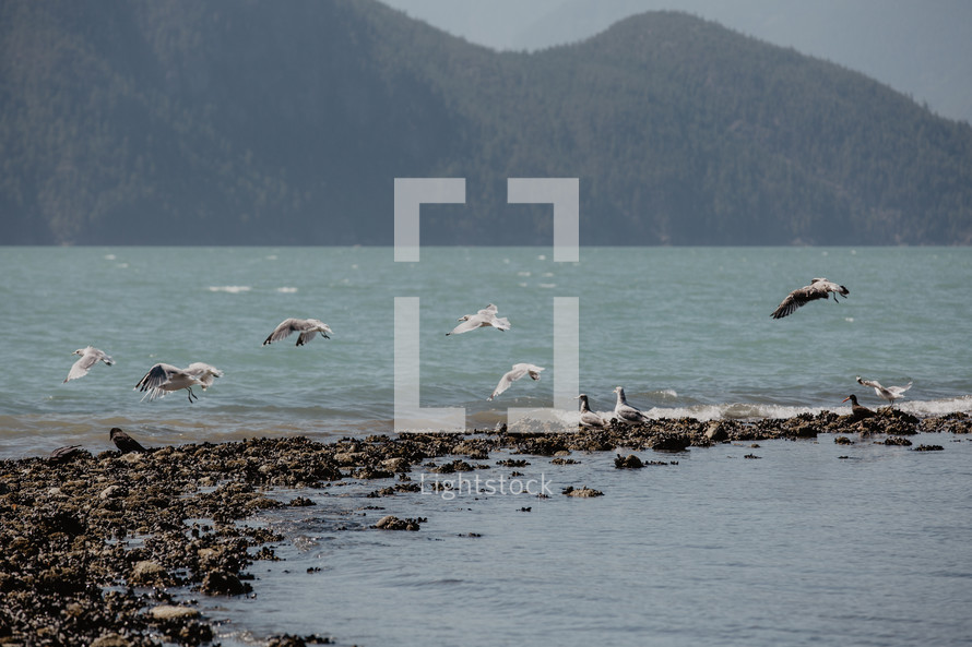 seagulls flying by rocky ocean shore
