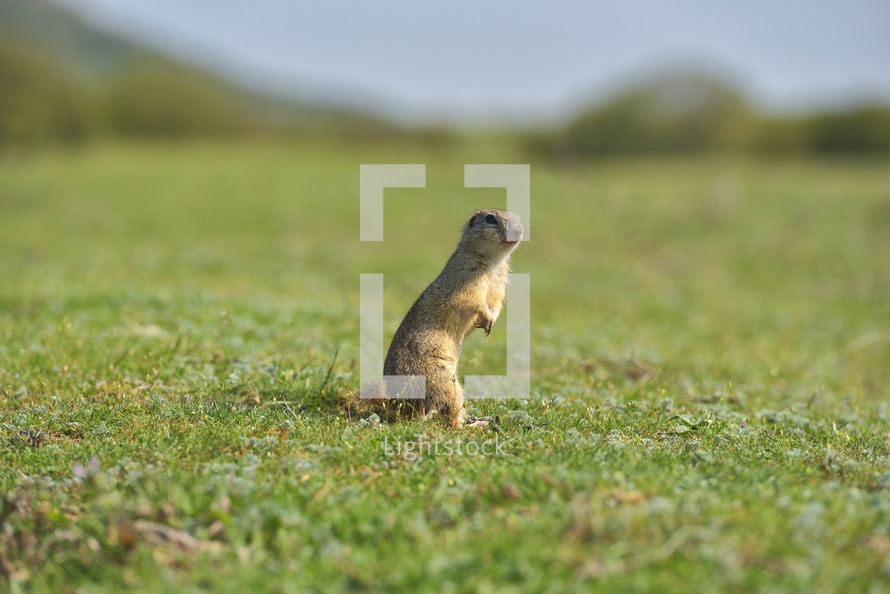 European ground squirrel standing in the grass.
