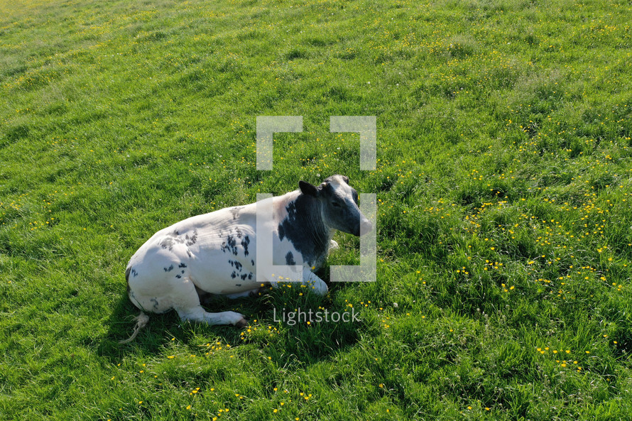 cows resting in a pasture 