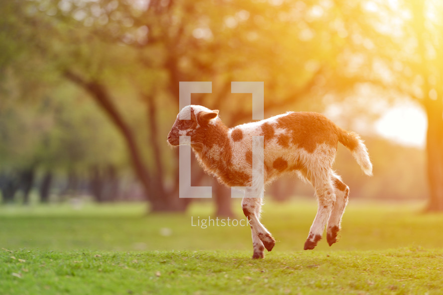 lamb in a pasture 