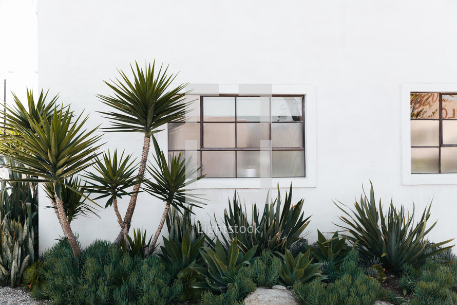 palm trees and window around a white building 