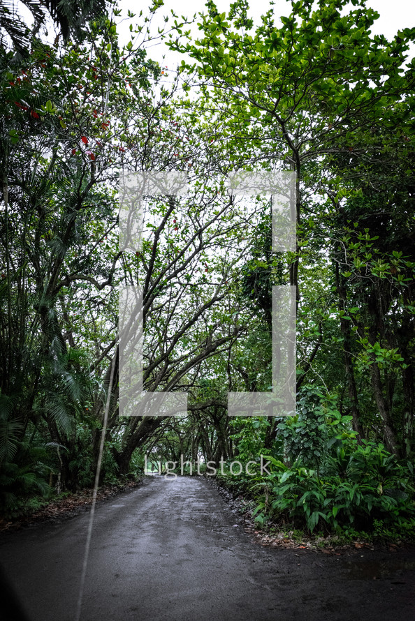 wet road through a jungle 