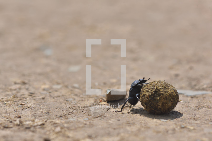 dung beetle 