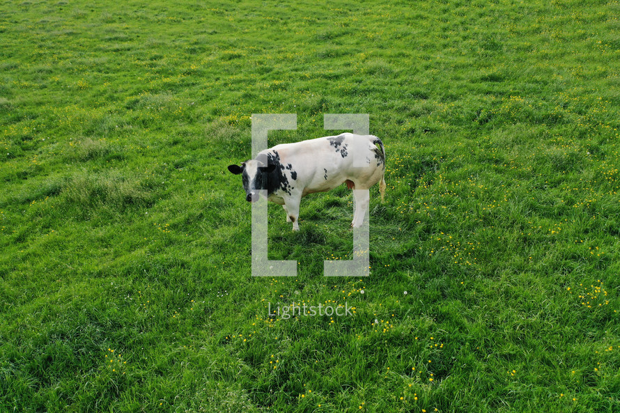cow standing in a pasture 