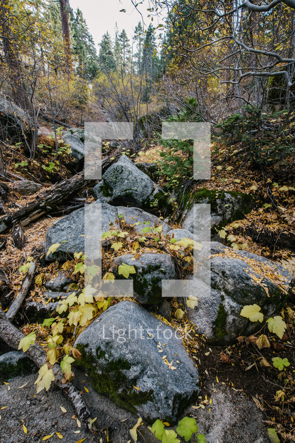 forest floor with rocks 