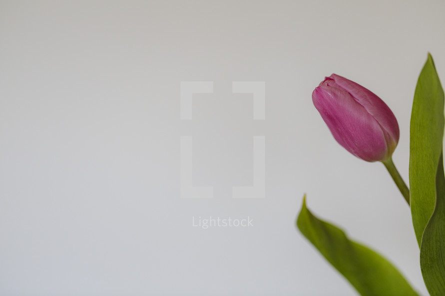 tulips on a white background 