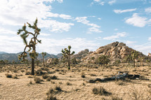 cactus in Joshua Tree