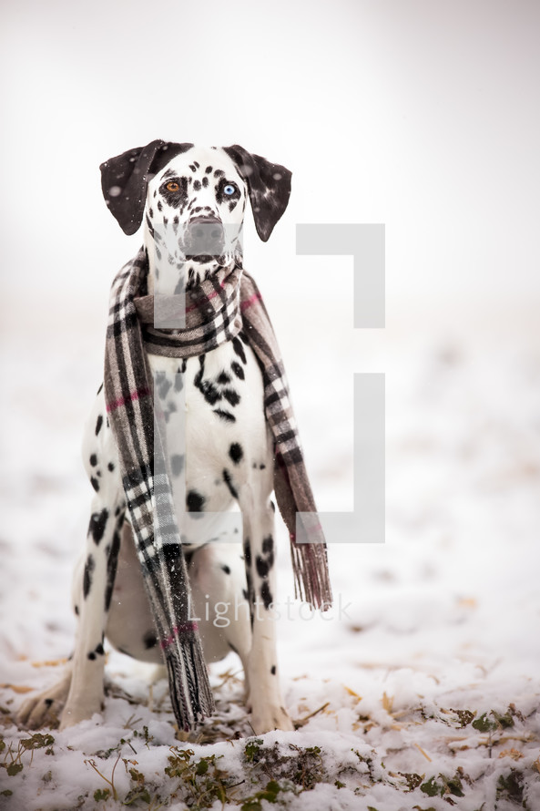 a dog in a scarf in the snow