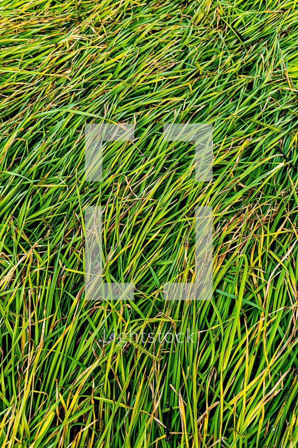 green grass, texture, background, long