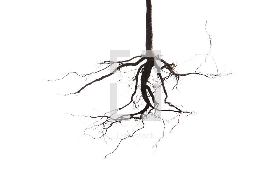roots of a plant against a white background 