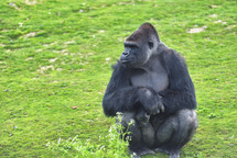 gorilla at a zoo 