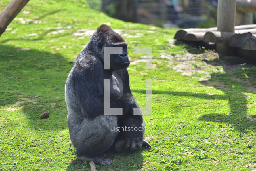 gorilla at a zoo 