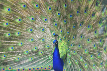 male peacock 