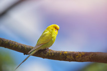 Green and yellow budgerigar parrot (Melopsittacus Undulatus) on tree branch