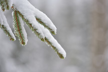 snow on the needles of a fir tree 