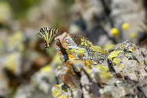 butterfly on a rock 