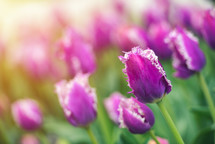purple and pink tulips 