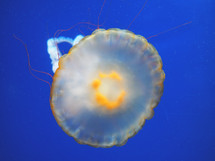 jelly fish 