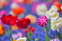 colorful tulip field, summer flowerwith green leaf with blurred flower as background