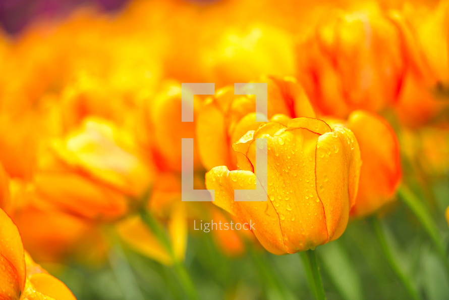 yellow and orange colorful tulip field, summer flowerwith green leaf with blurred flower as background