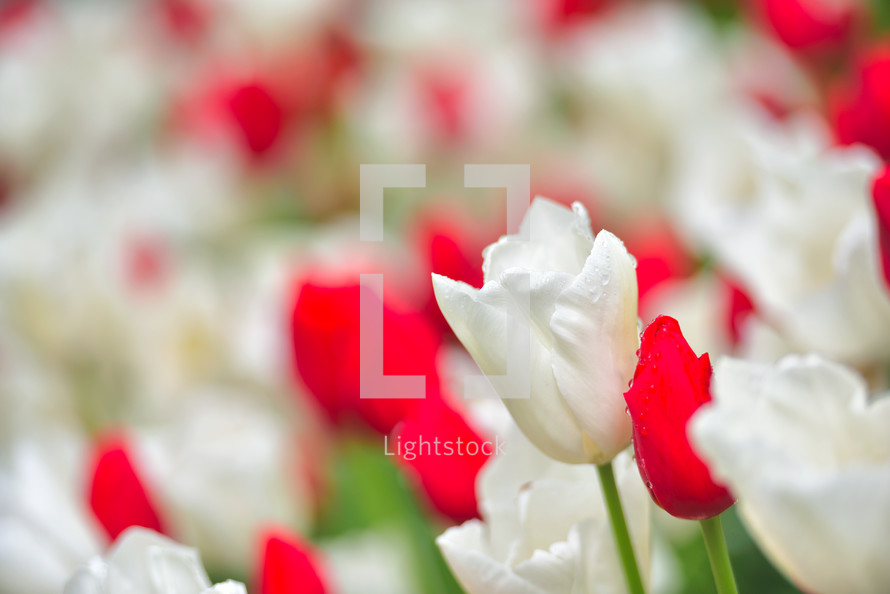 colorful tulip field, summer flowerwith green leaf with blurred flower as background