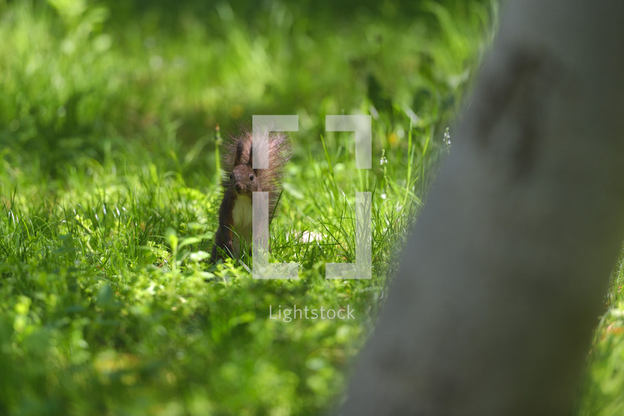 Red squirell (Sciurus vulgaris) in green grass of mountain forrest