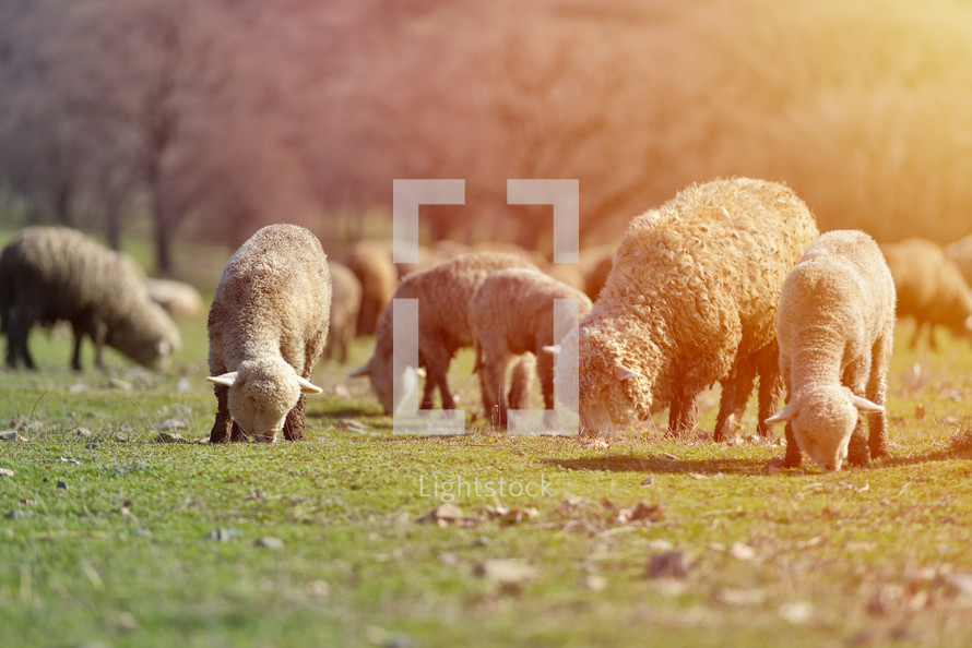 flock of sheep in pasture 