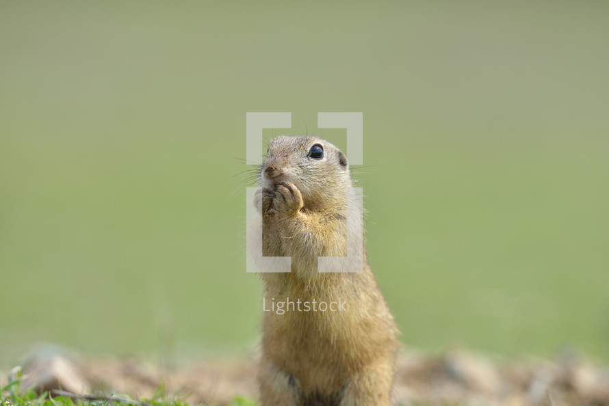 European ground squirrel standing in the grass