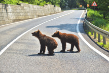 Wild brown bear crossing the street in search for food